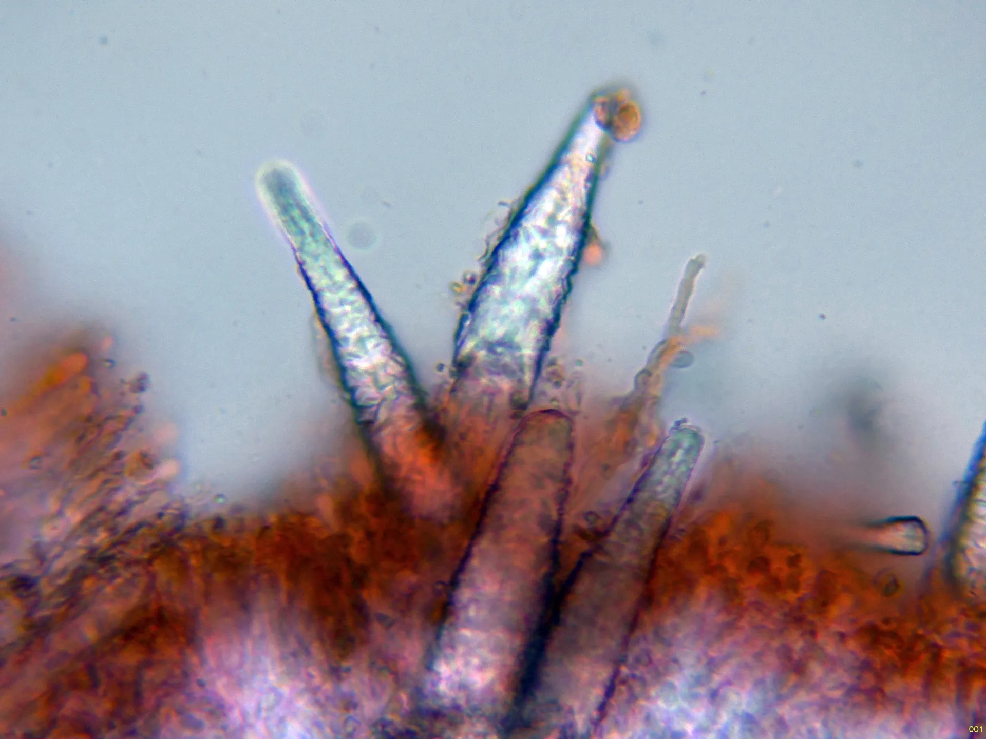 Microscopía de Phaeophlebiopsis ravenelii - 10 - Cistidios-001